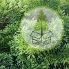 szmaragd żywopłot 2019 (box-tree.pl)