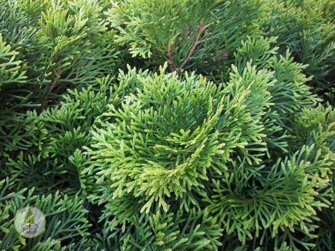 szmaragd żywopłot 2019 (box-tree.pl)