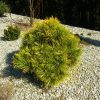 20170401_133122 (box-tree.pl)