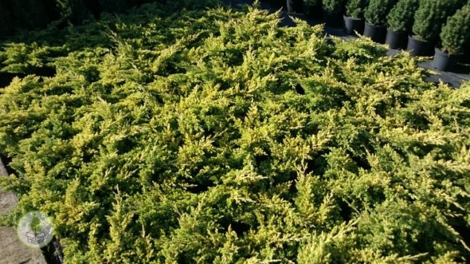 DSC_0071 (box-tree.pl)