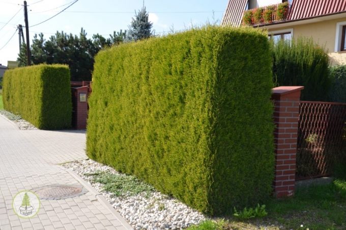 DSC_0267 (2) (box-tree.pl)