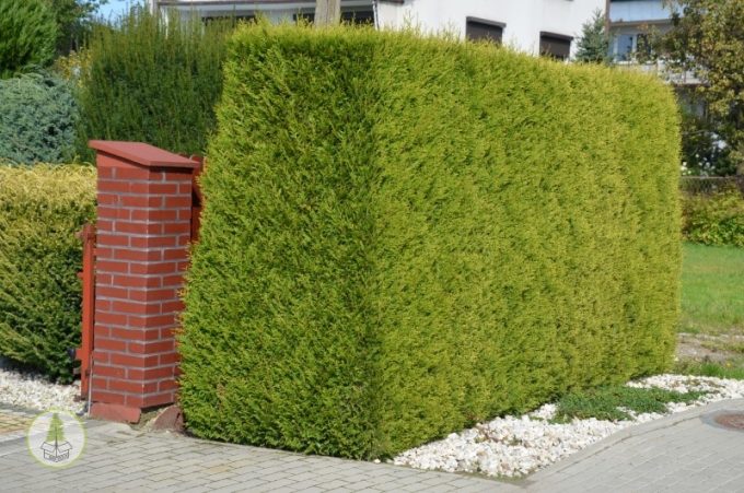 DSC_0273 (box-tree.pl)