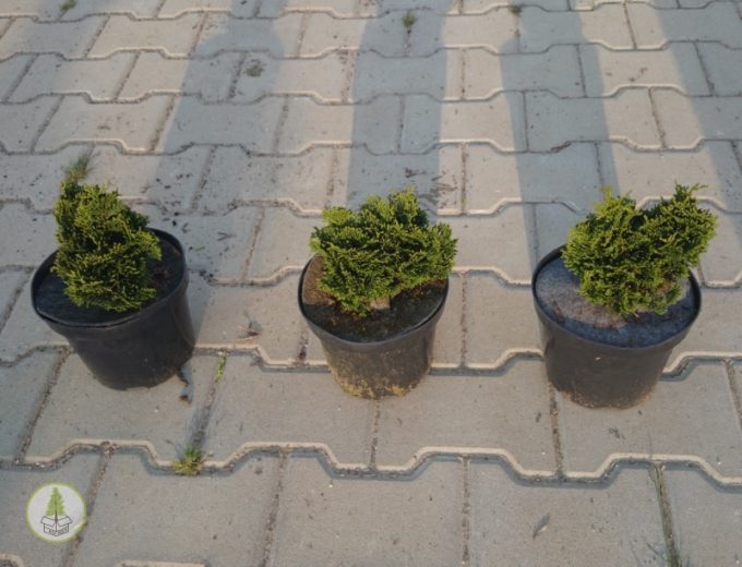 Gracilis nana C3 c (box-tree.pl)