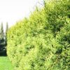 aureospicata żywopłot vv (box-tree.pl)