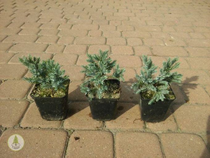 blue star p9 (box-tree.pl)