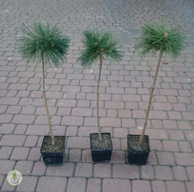 low glow noga (box-tree.pl)