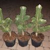 sosna czarna Oregon Green b
