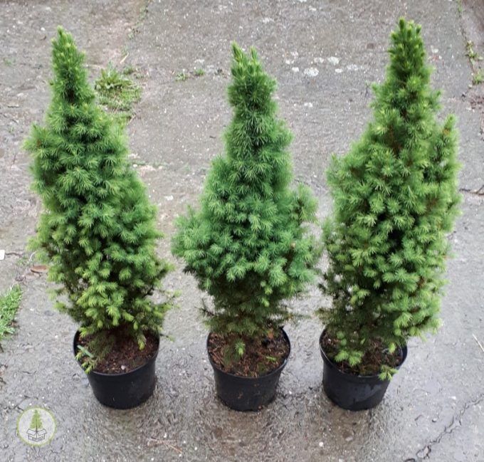 świerk conica c3 (box-tree.pl)