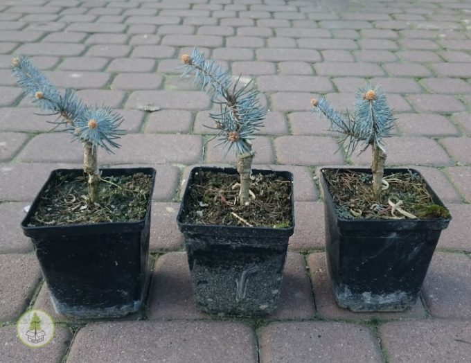 świerk kłujący edith b (box-tree.pl)