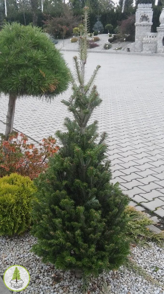 7216743224_1.jpg 7216743224