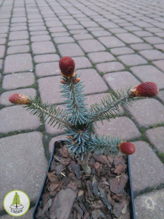 7395581272_2.jpg 7395581272