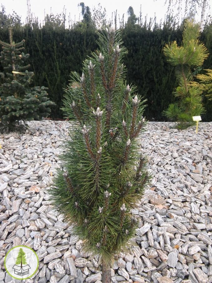 7516558083_0.jpg 7516558083