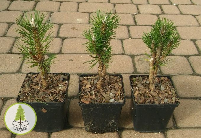 7516558083_1.jpg 7516558083