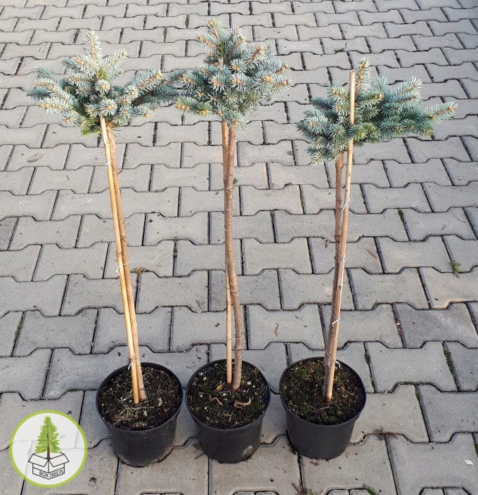 7522533749_1.jpg 7522533749