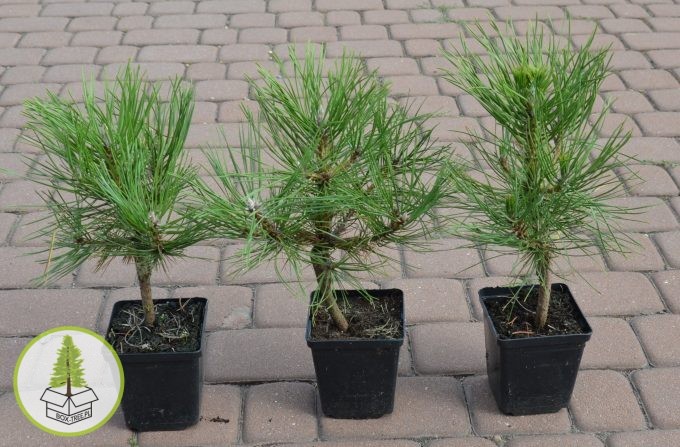 7527729328_0.jpg 7527729328