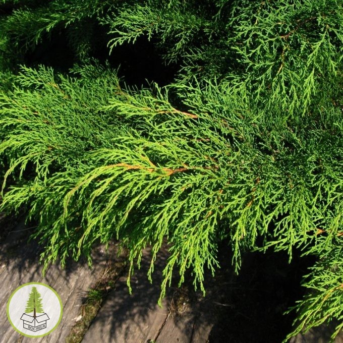 7540209305_3.jpg 7540209305