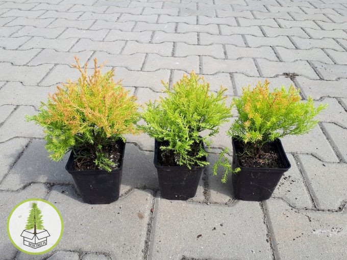 7540227971_1.jpg 7540227971