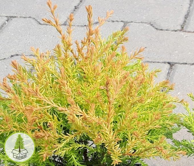 7540227971_2.jpg 7540227971