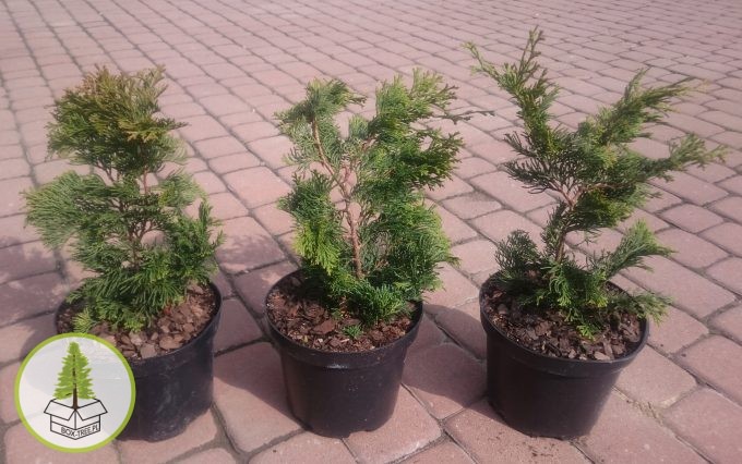 7605736632_1.jpg 7605736632