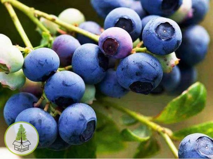 borówka blue jay.jpg borówka blue jay