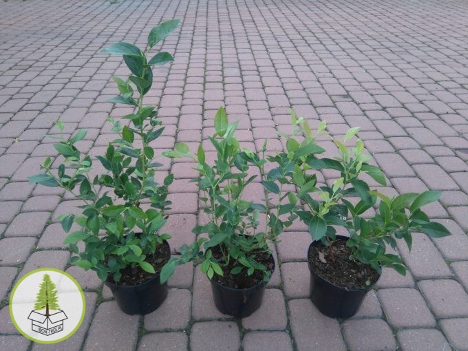 7605754737_2.jpg 7605754737