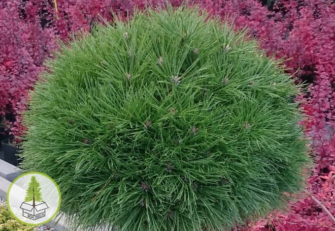 7646027230_0.jpg 7646027230