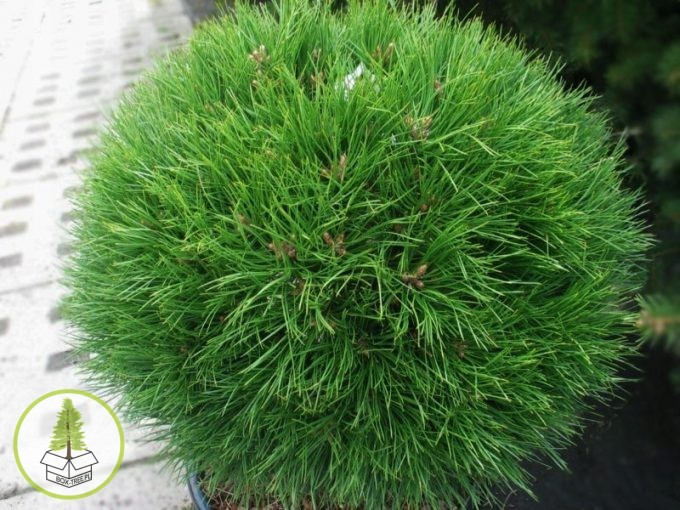 7646027230_3.jpg 7646027230