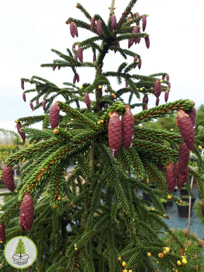 8178396963_0.jpg 8178396963