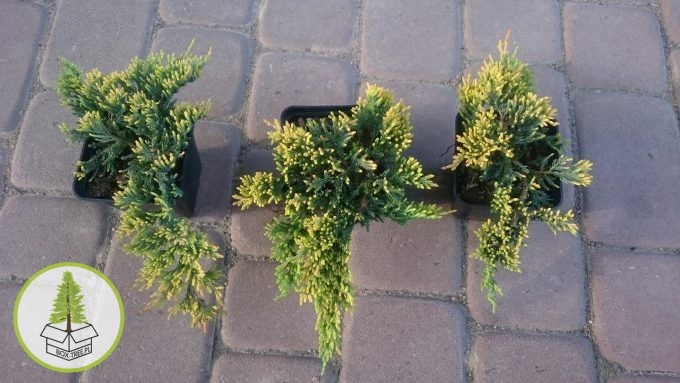 8414312271_0.jpg 8414312271