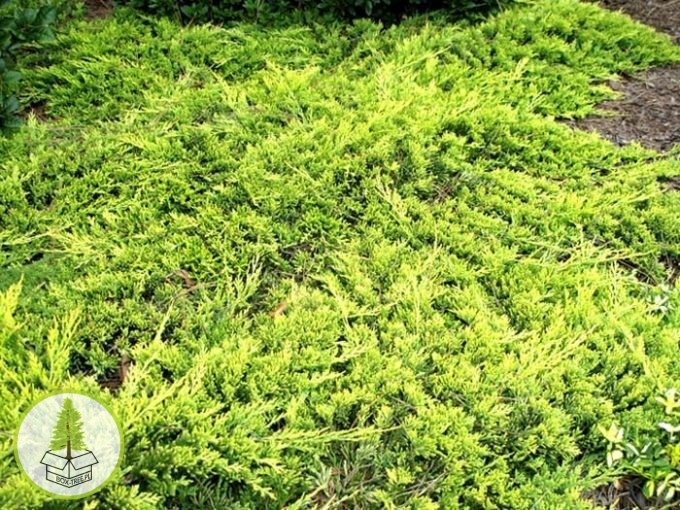 8414312271_3.jpg 8414312271