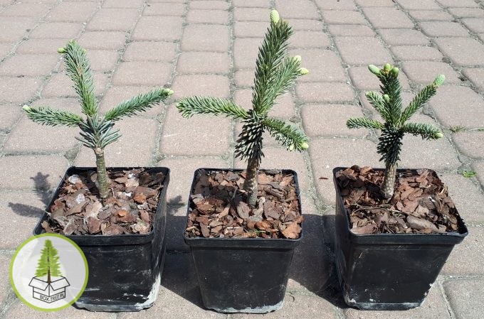 8483610012_1.jpg 8483610012