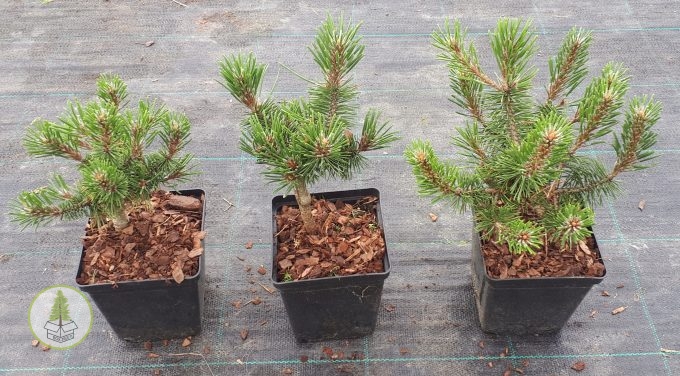 8583028724_3.jpg 8583028724